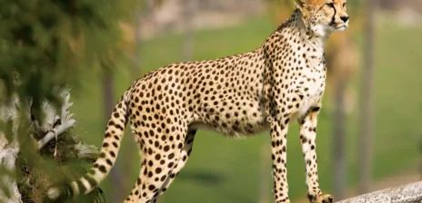 Cheetahs Return to India After 70 Years in Landmark Conservation Effort
