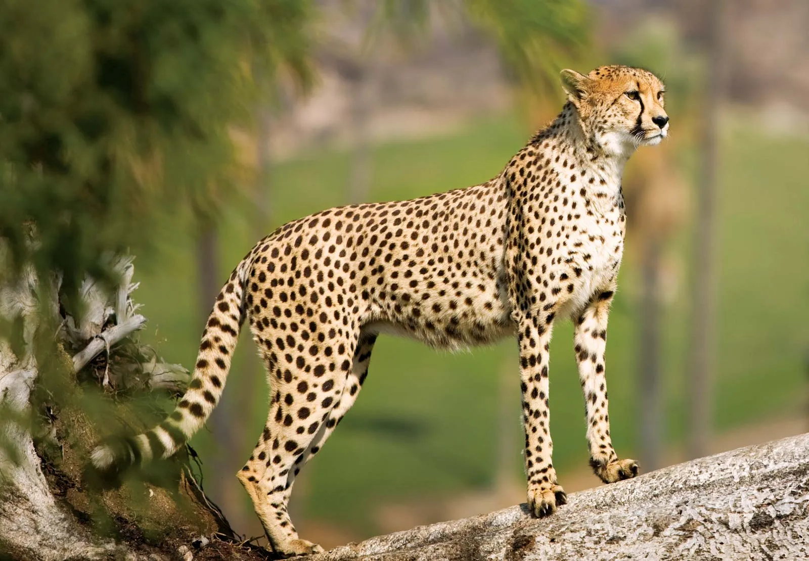 Cheetahs Return to India After 70 Years in Landmark Conservation Effort